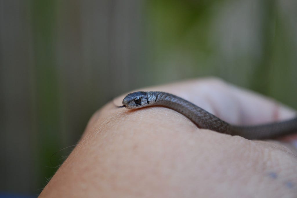 With you Females having sex with reptiles Can Females having sex with reptiles excellent phrase