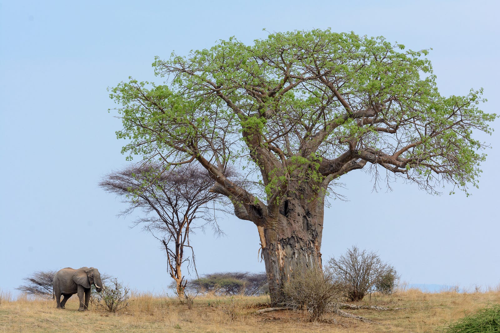 An Ode to the Baobab WildArk Journal Medium