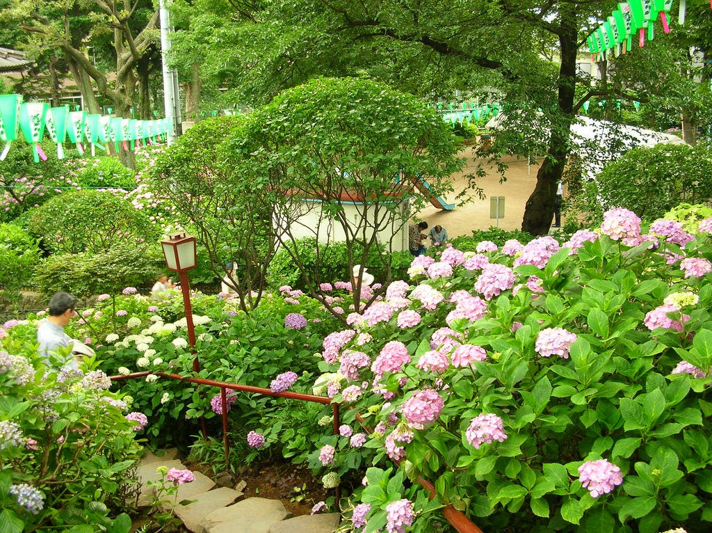 5 Best Spots for Hydrangeas Viewing in Tokyo – Japan Travel Guide -JW