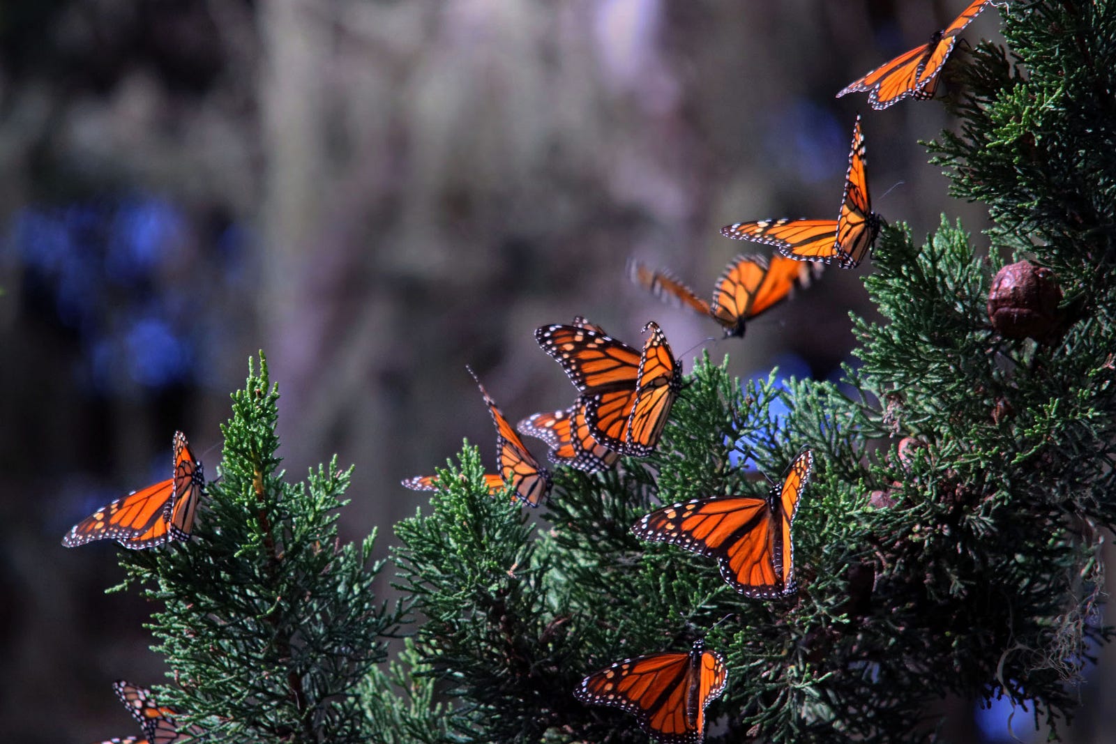 Touring The Winter Home Of Western Monarch Butterflies