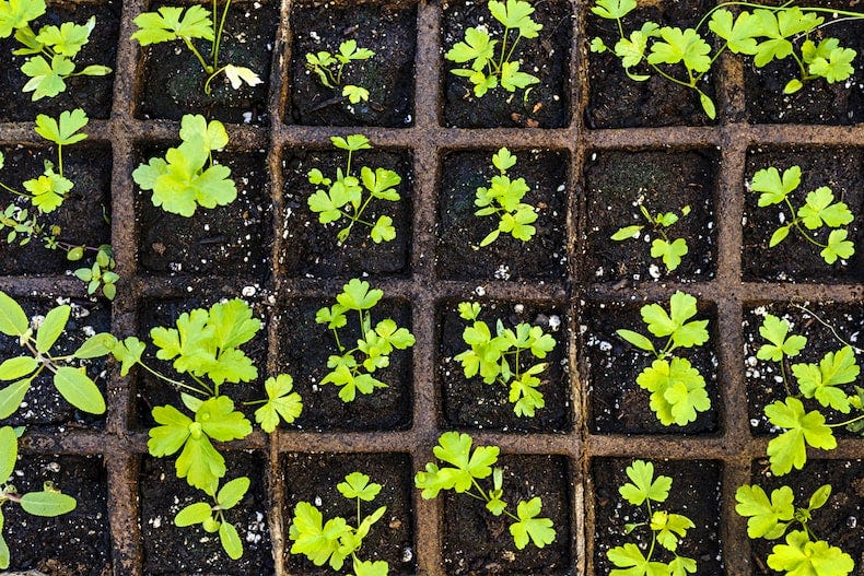 Herb seedlings at a nursery.