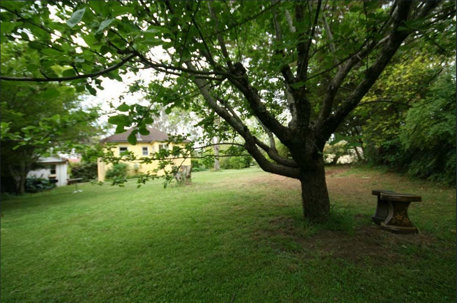 backyard with freshly mown grass and large apple tree on right with yellow house in background.
