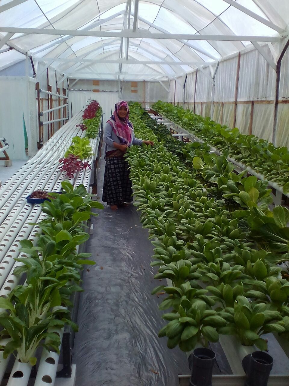 jual cocopeat jember  sel  media tanam