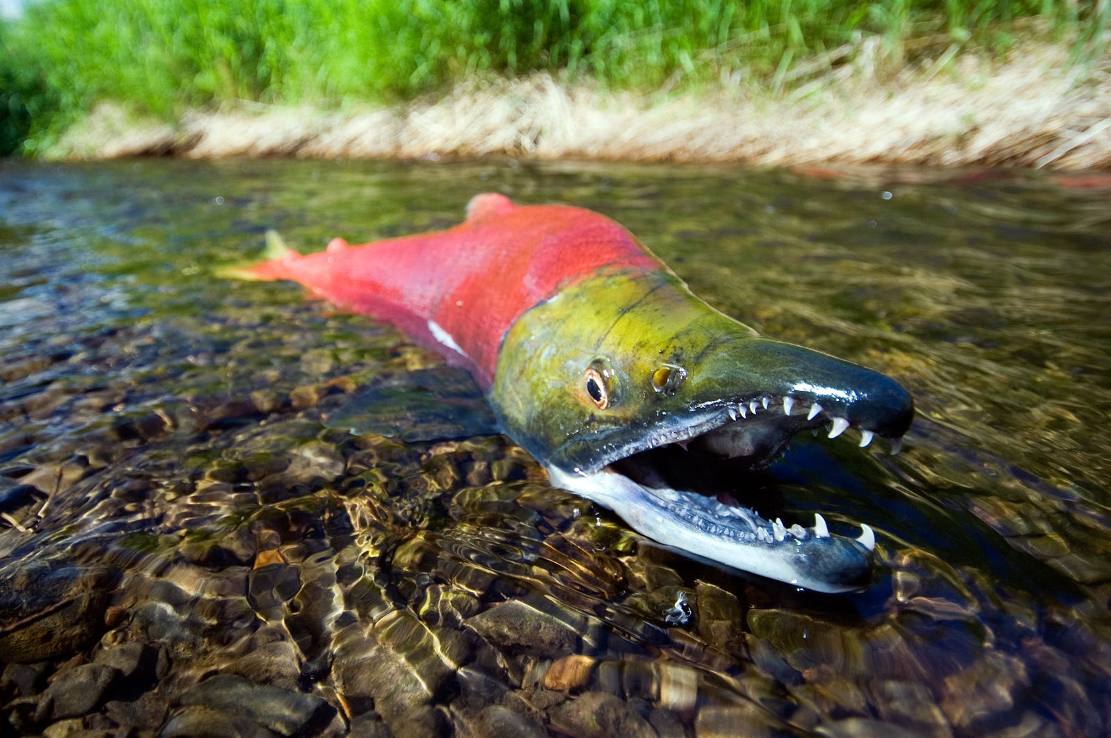 Climate Change Is Impacting Salmon Populations In The Pacific Northwest 