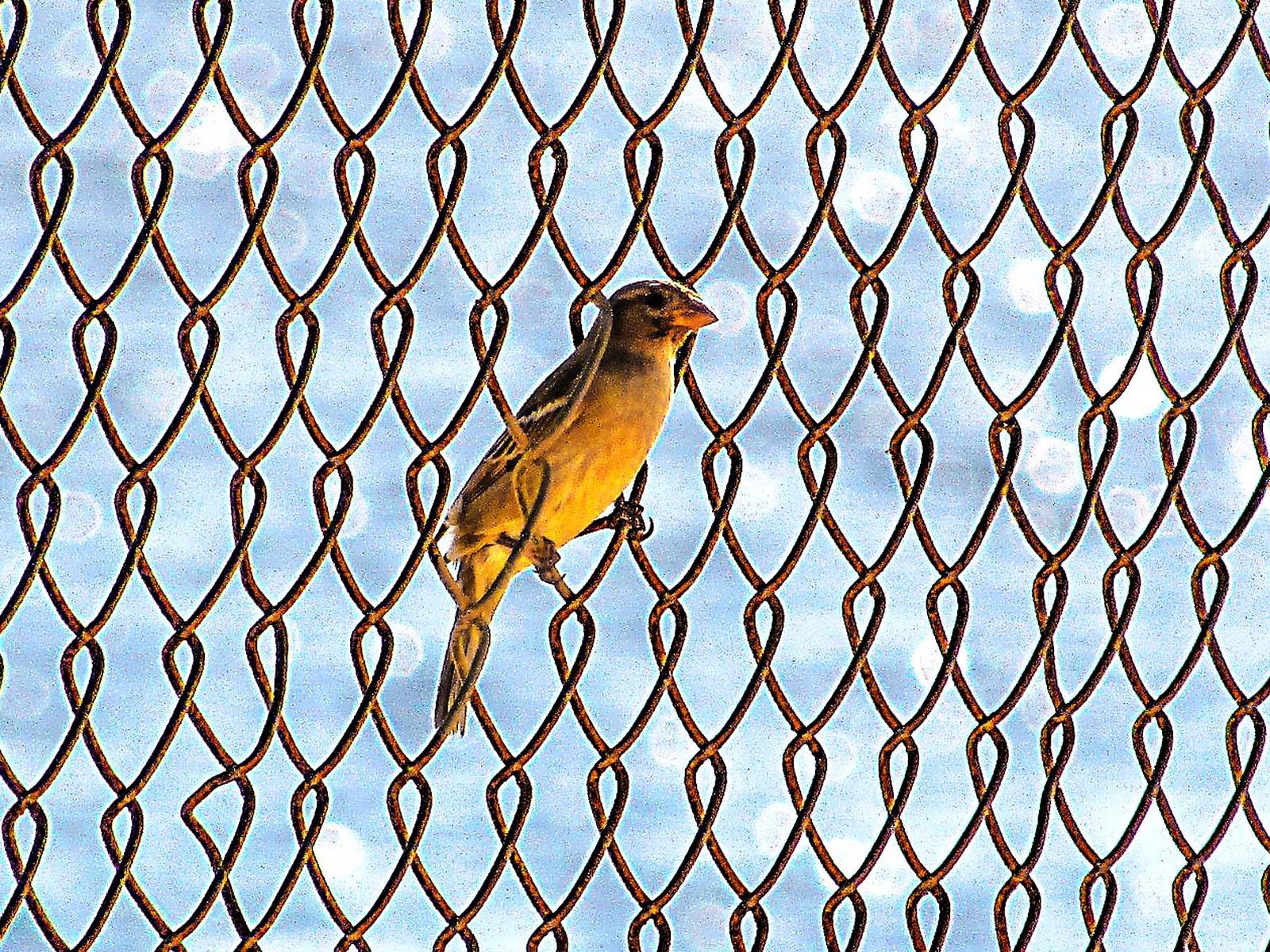 The Caged Bird Stands On The Grave Of Dreams Racism Immigration