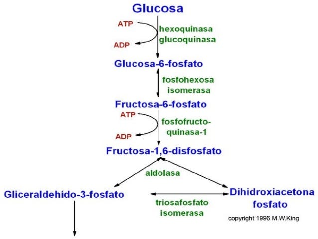 Oxidación de la glucosa – Evelyn Chan – Medium