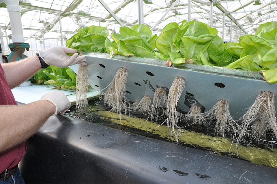 Hydroponics is great Grantiscreative Medium