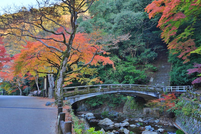 A bridge in Osaka’s Minoo Park is set against the backdrop of the autumn foliage