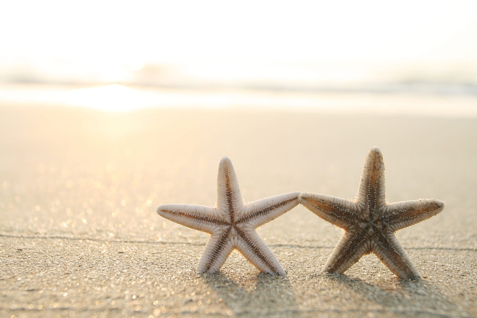 The Meaning Of Life In a Grain of Sand Ryan Andrews Medium
