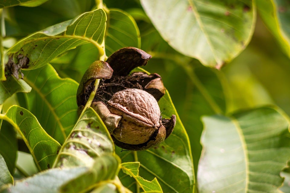 Walnut - Flower Essence for Adjustment to Changes – Psychotherapy and ...