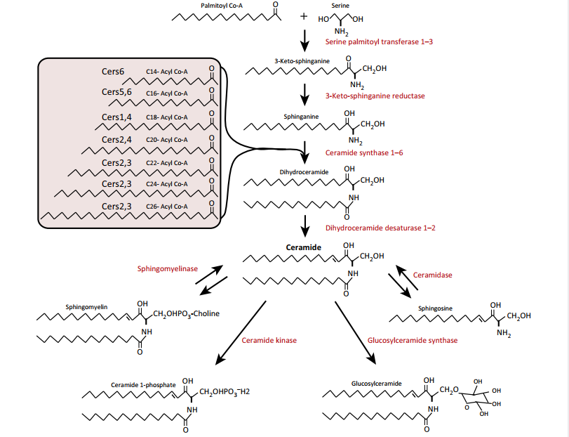 Ceramides and de Novo Lipogenesis – Stephen Decker – Medium