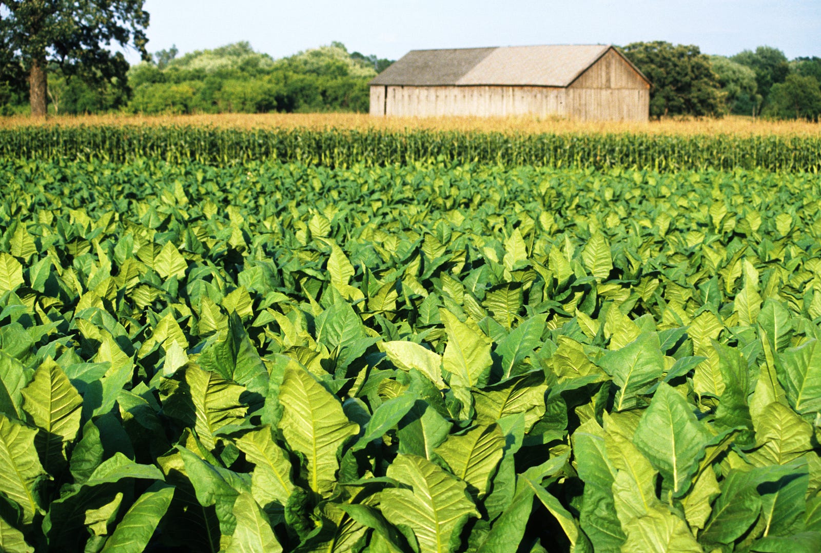 Can we use tobacco to make a malaria drug? Life’s Building Blocks