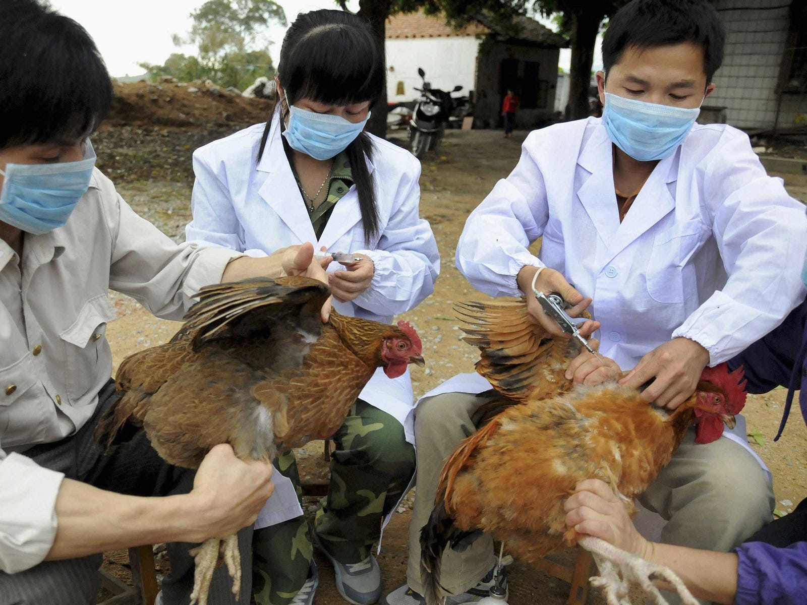 H7N9 Bird Flu: China’s Next Pandemic? – Fairbank Center for Chinese Studies ...1600 x 1200