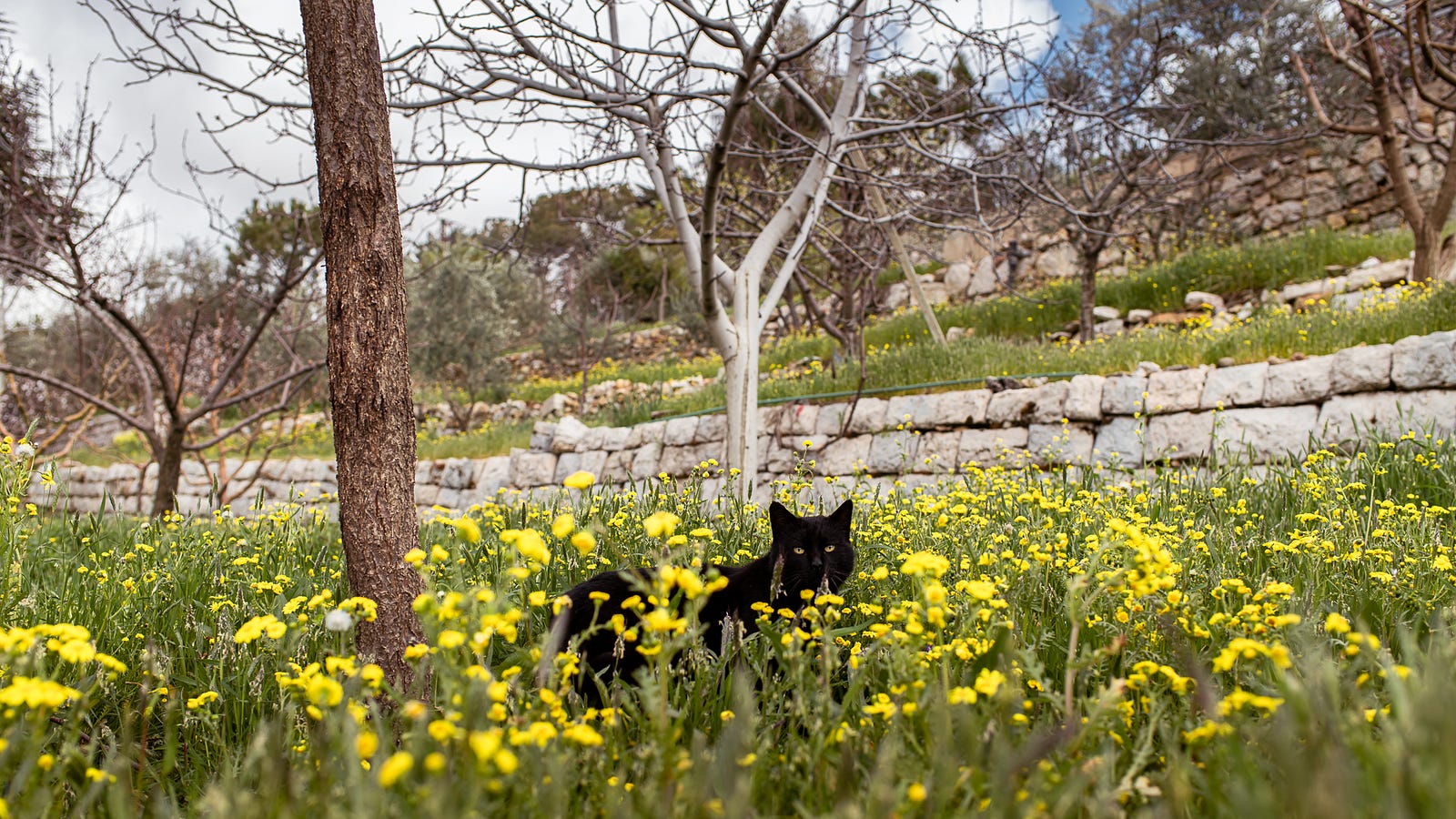 A black kitty wanders through a small yard of yellow flowers in rural Lebanon.