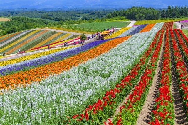 5 Best Flower Fields to Visit in Hokkaido – Japan Travel Guide -JW Web ...