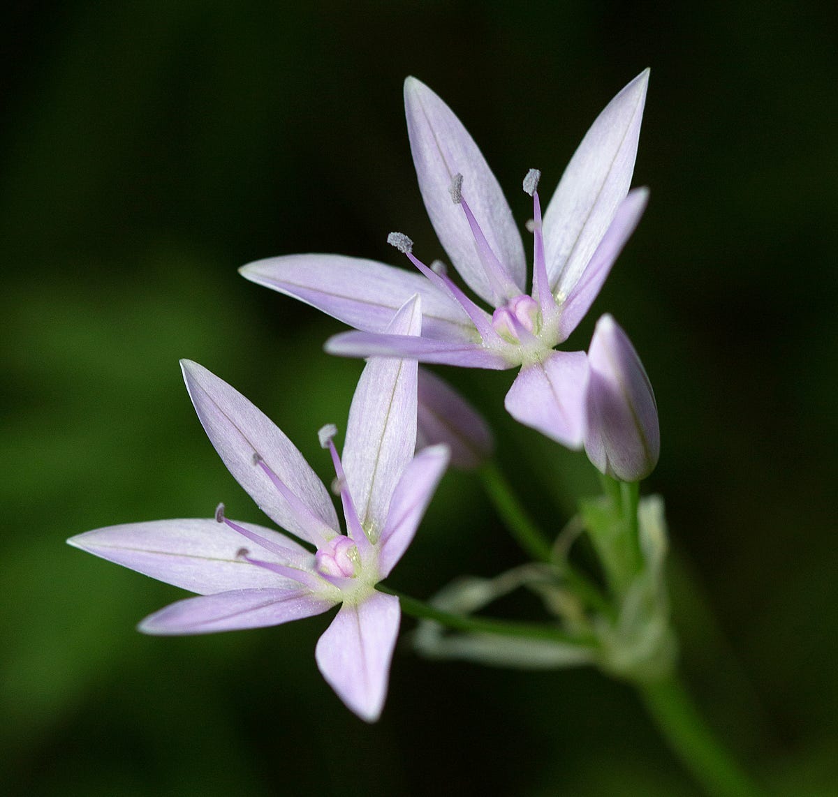 25 of the Most Beautiful Wildflowers in California The Philipendium