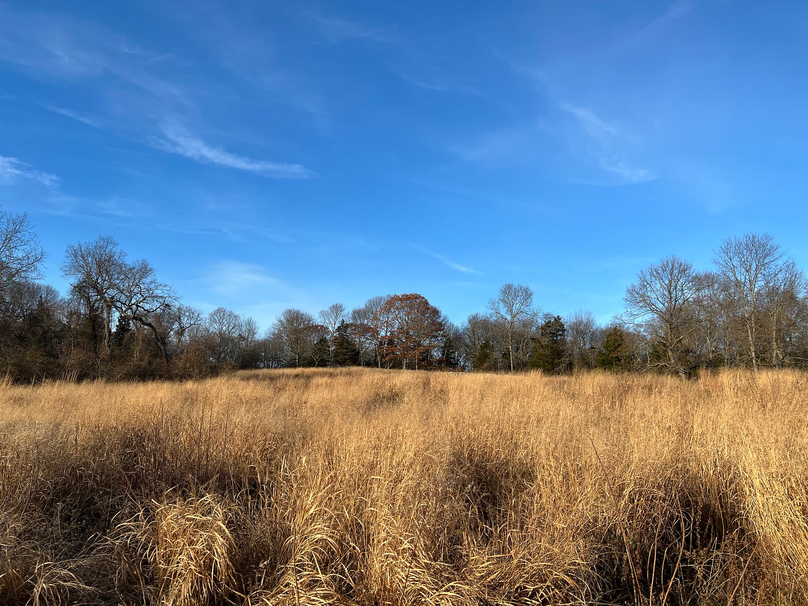 The remains of summer grasses in a fall field at Haley Farm State Park in Groton, CT under a brillient Autumn sky.