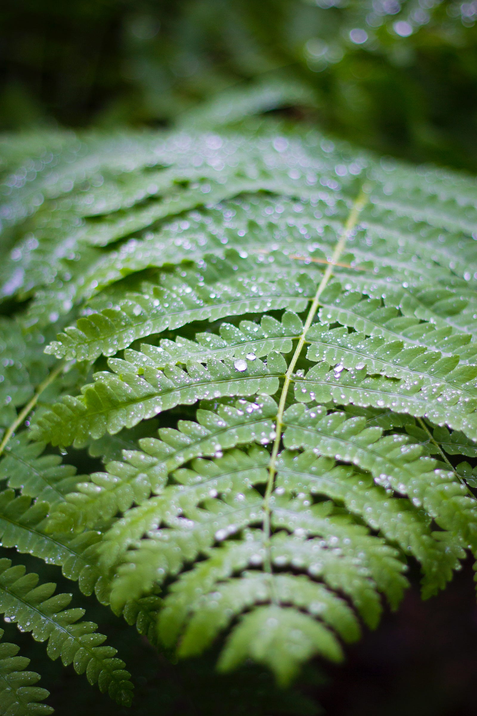 Plants that like humidity Idea