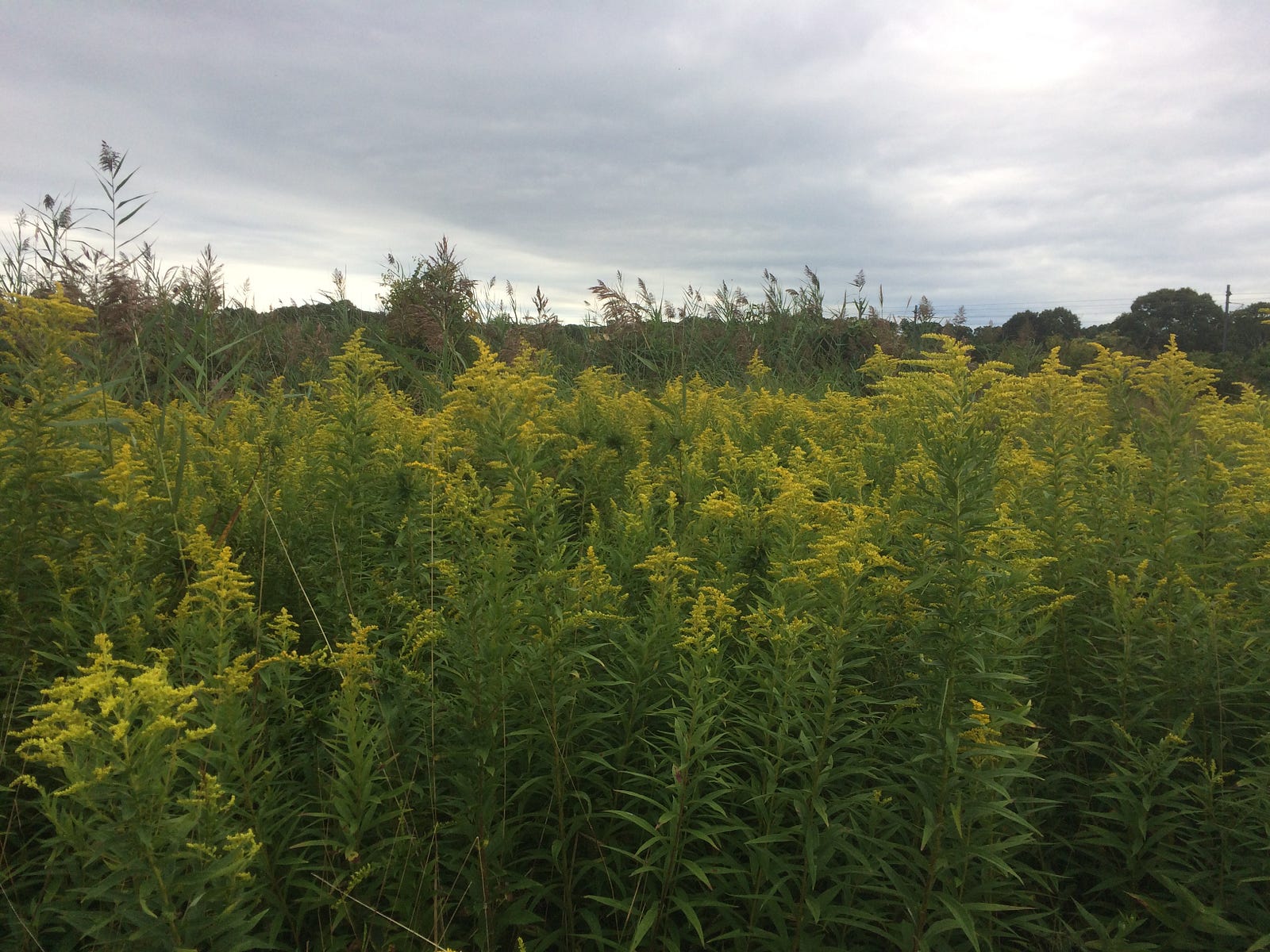 Photo of a natural mass planting of goldenrod in a meadow at Haley Farm State Park in Groton, CT.