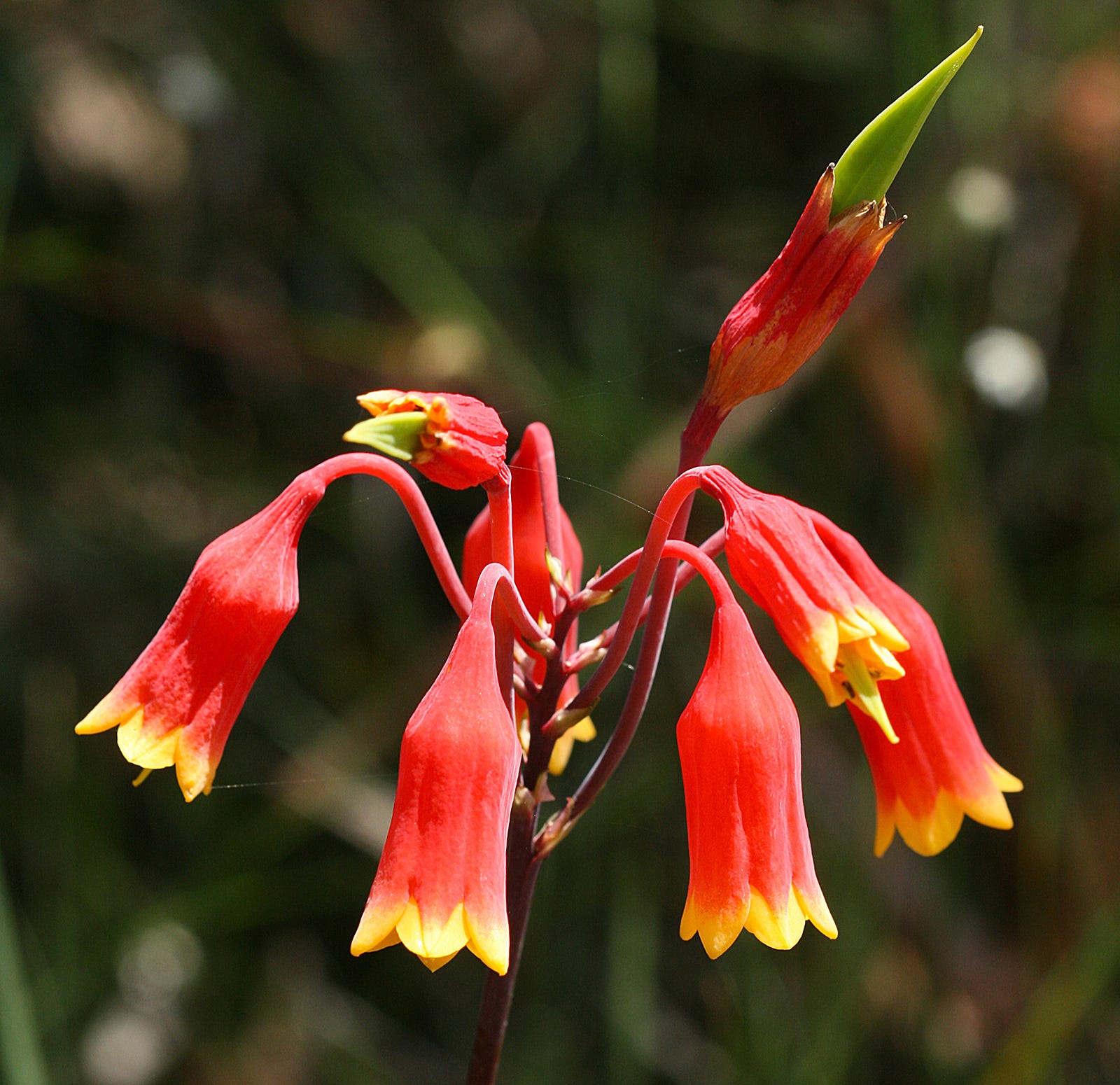 25 Beautiful Australian Wildflowers – The Philipendium – Medium