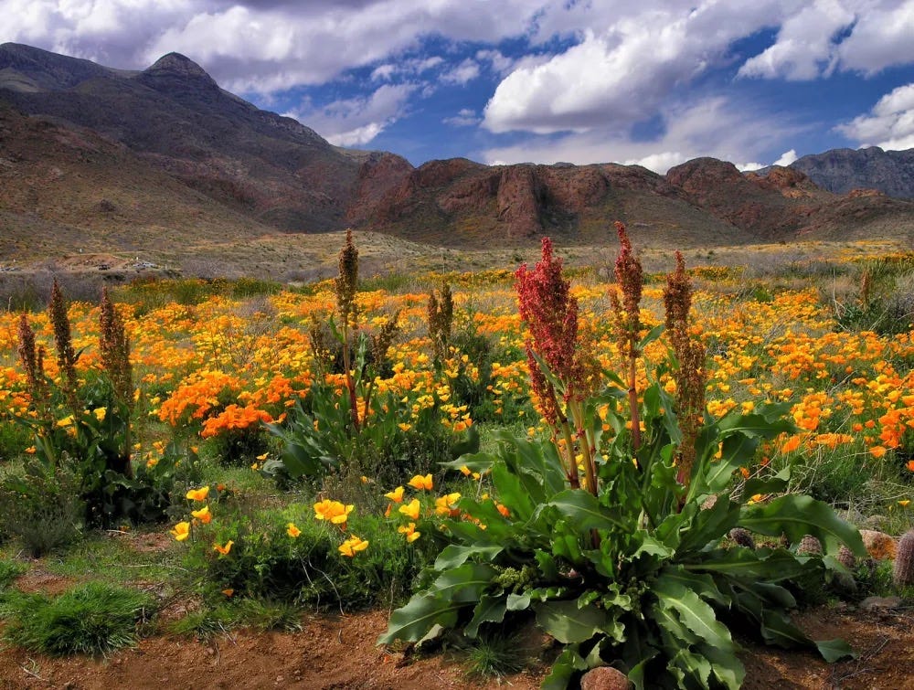 Bright orange and red flowers in front of a mountain range.