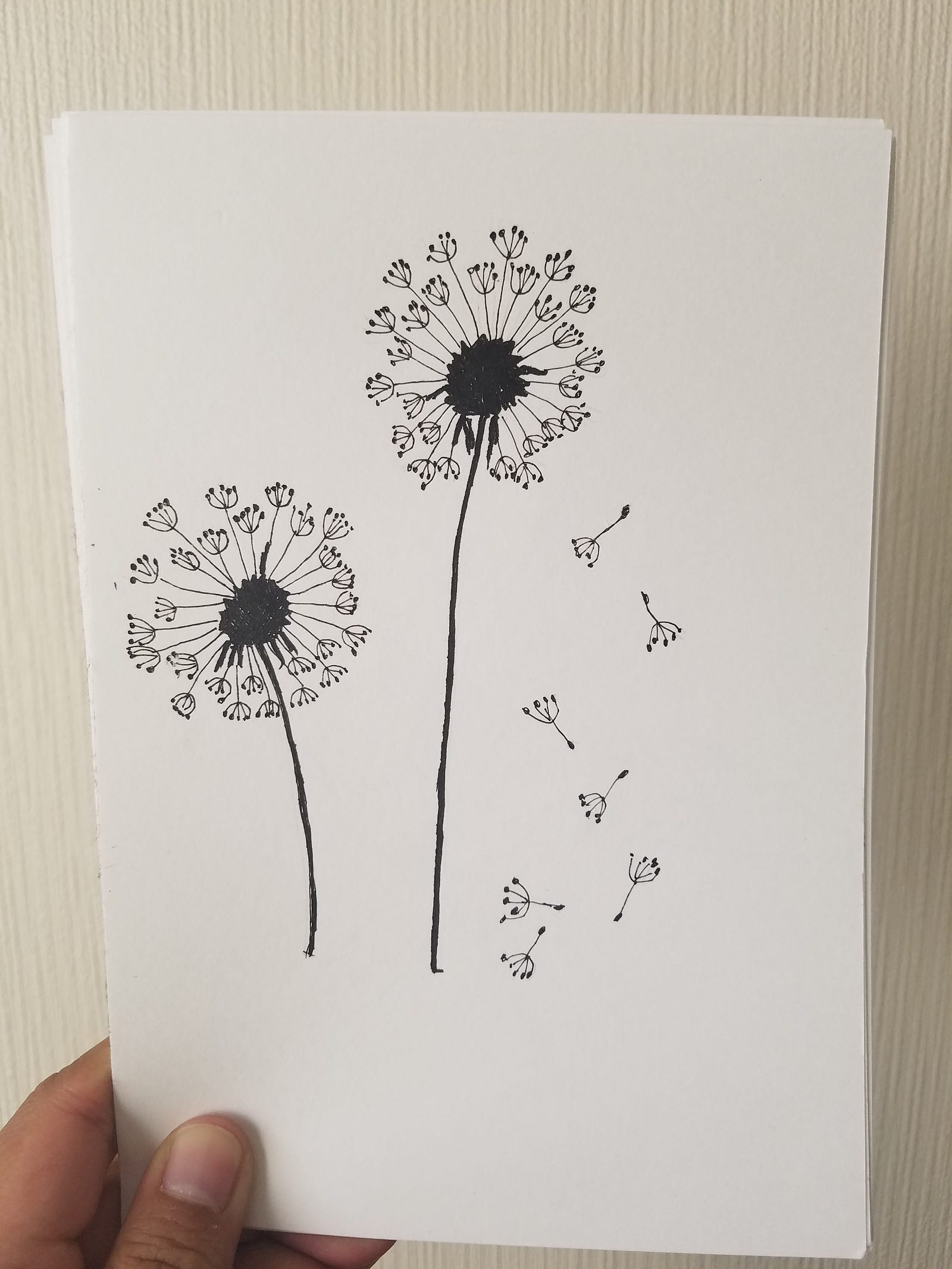 Sketsa Gambar  Bunga Dandelion  Gambar  Bunga
