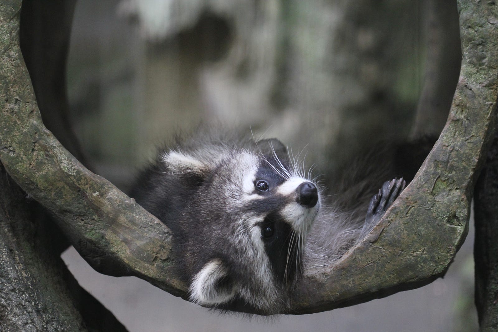 生態攝影師拍攝的野生動物