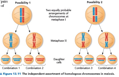 Campbell #13 Sexual Life Cycles and Meiosis – Thanrada Yawichai – Medium