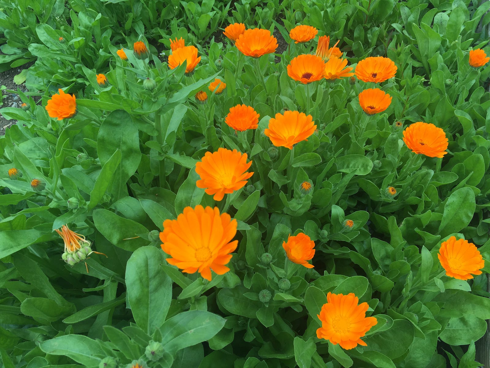 Seed germination of pot marigold (Calendula officinalis L.)