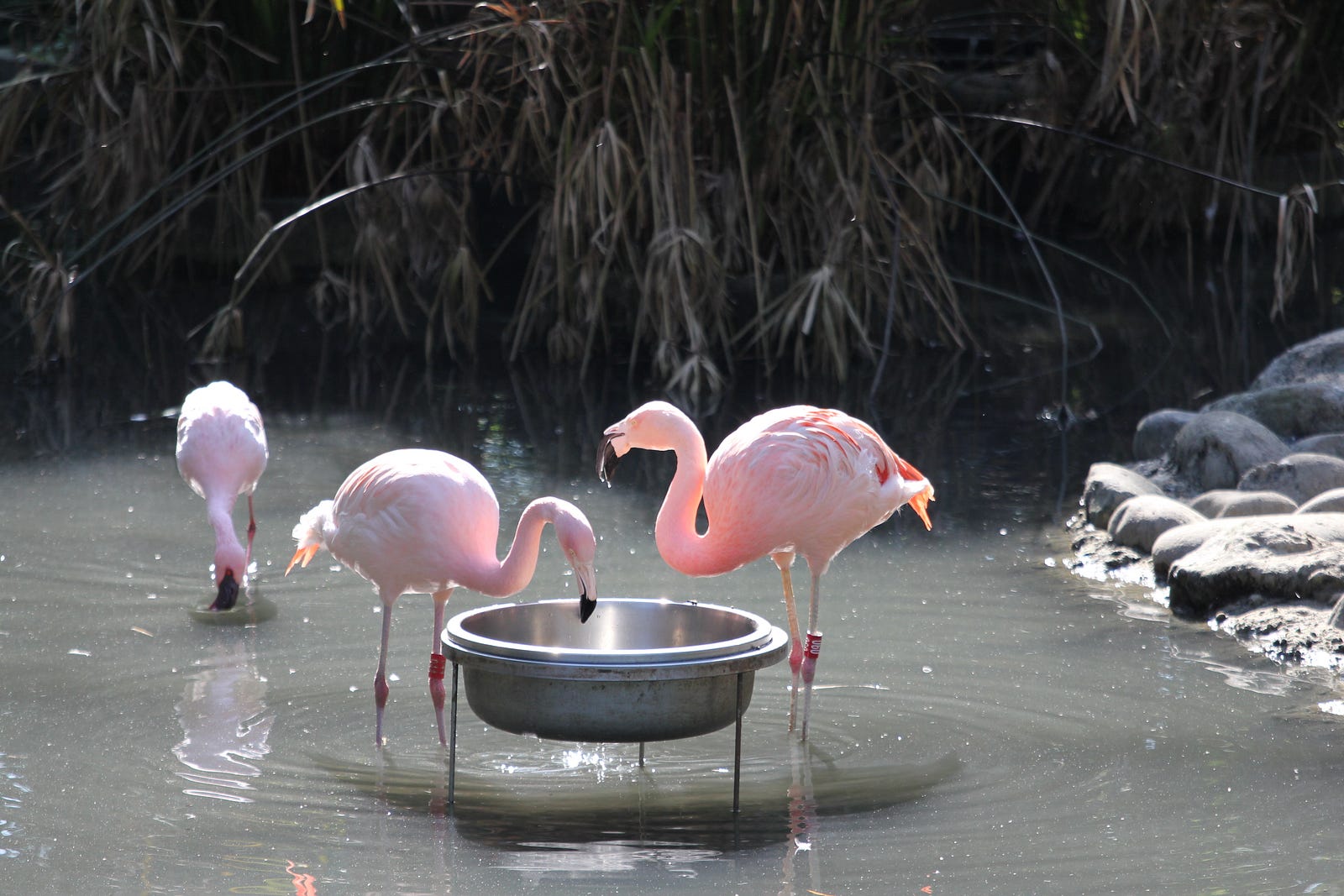 動物園小貓熊拍攝