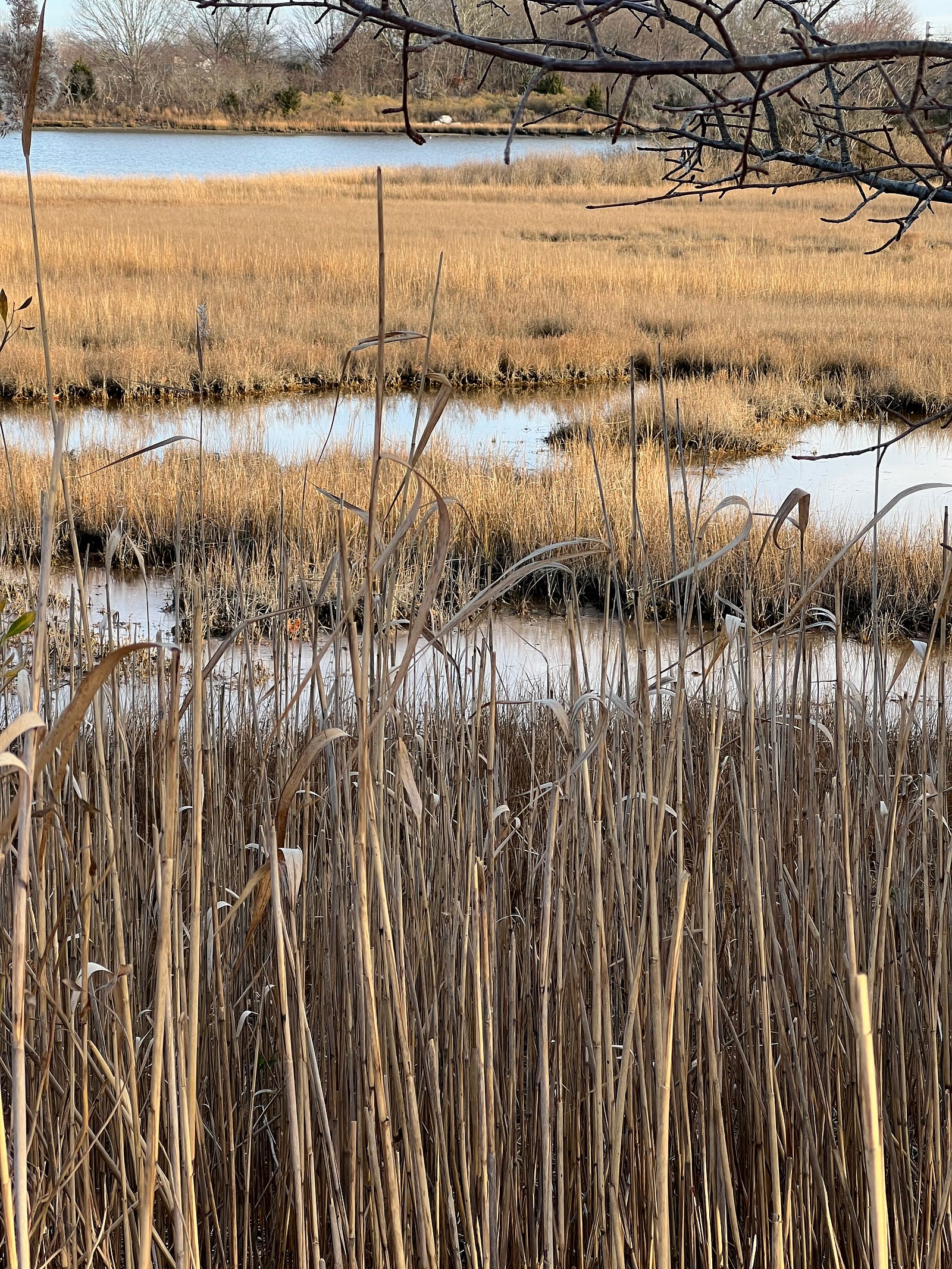 Salt marsh grasses in winter seen through the remains of tall phragmites stems at Haley Farm State Park, Groton, CT