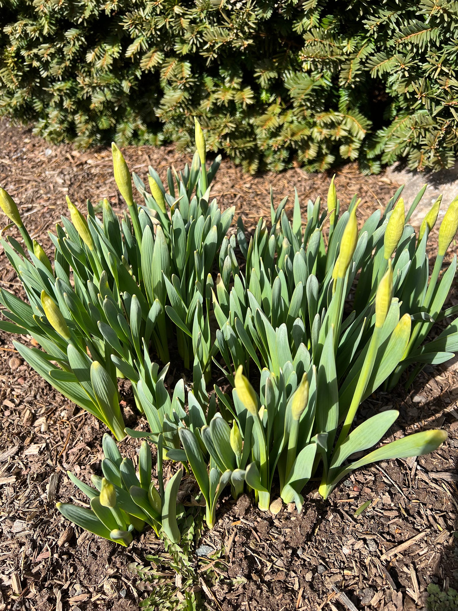 Photo of a clump of daffodils on the cusp of blooming at Holy Family Retreat Center, Hartford, CT