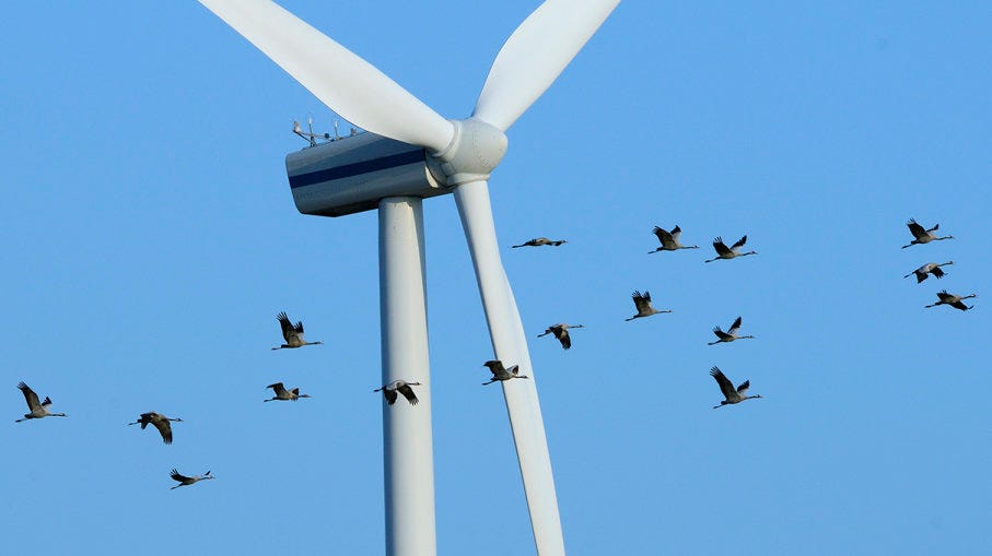 Wind Turbines “Environment Saver” or “Birds’ Killer”?