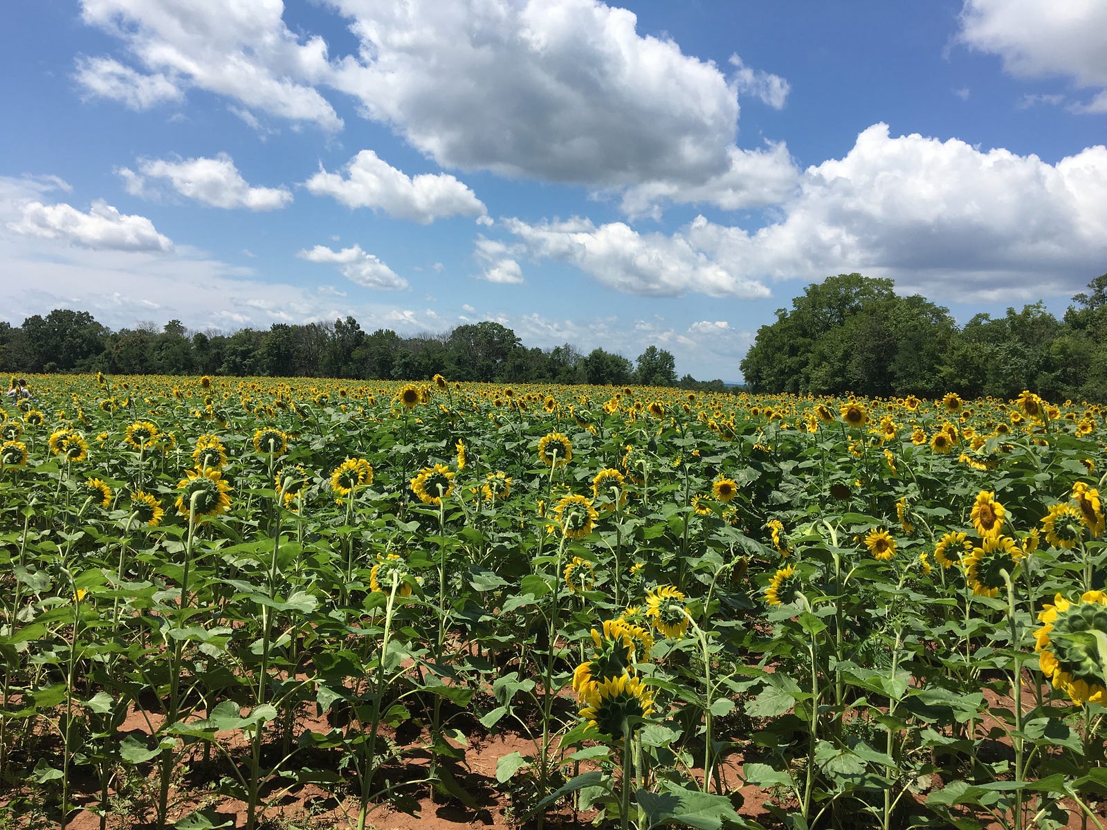 Maryland Sunflower Fields SNED Medium