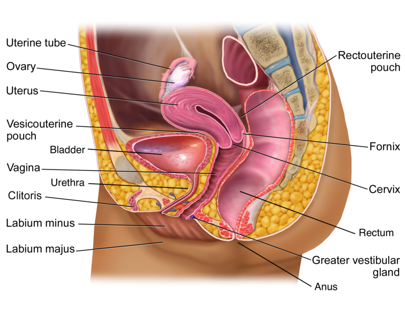 nerve-damage-to-the-vaginal-cuff-after-total-hysterectomy