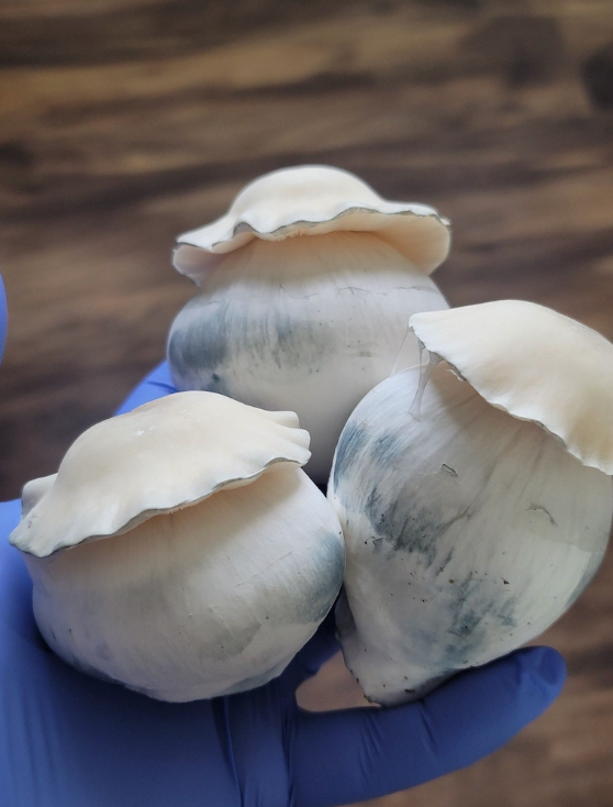 bluey vuitton shrooms