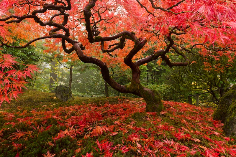 A tree in Japan during the autumn months