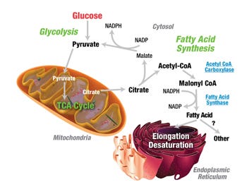 Understanding Ketogenesis: Anabolism and Catabolism