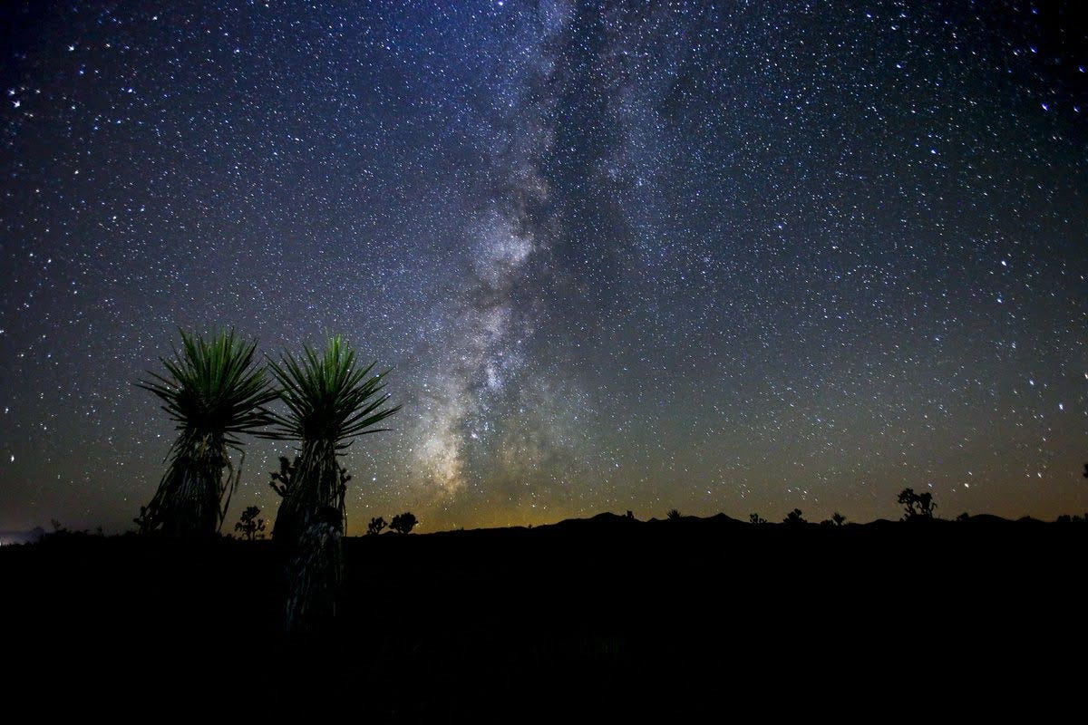 The Milky Way at night, with desert plants backlit in the foreground.