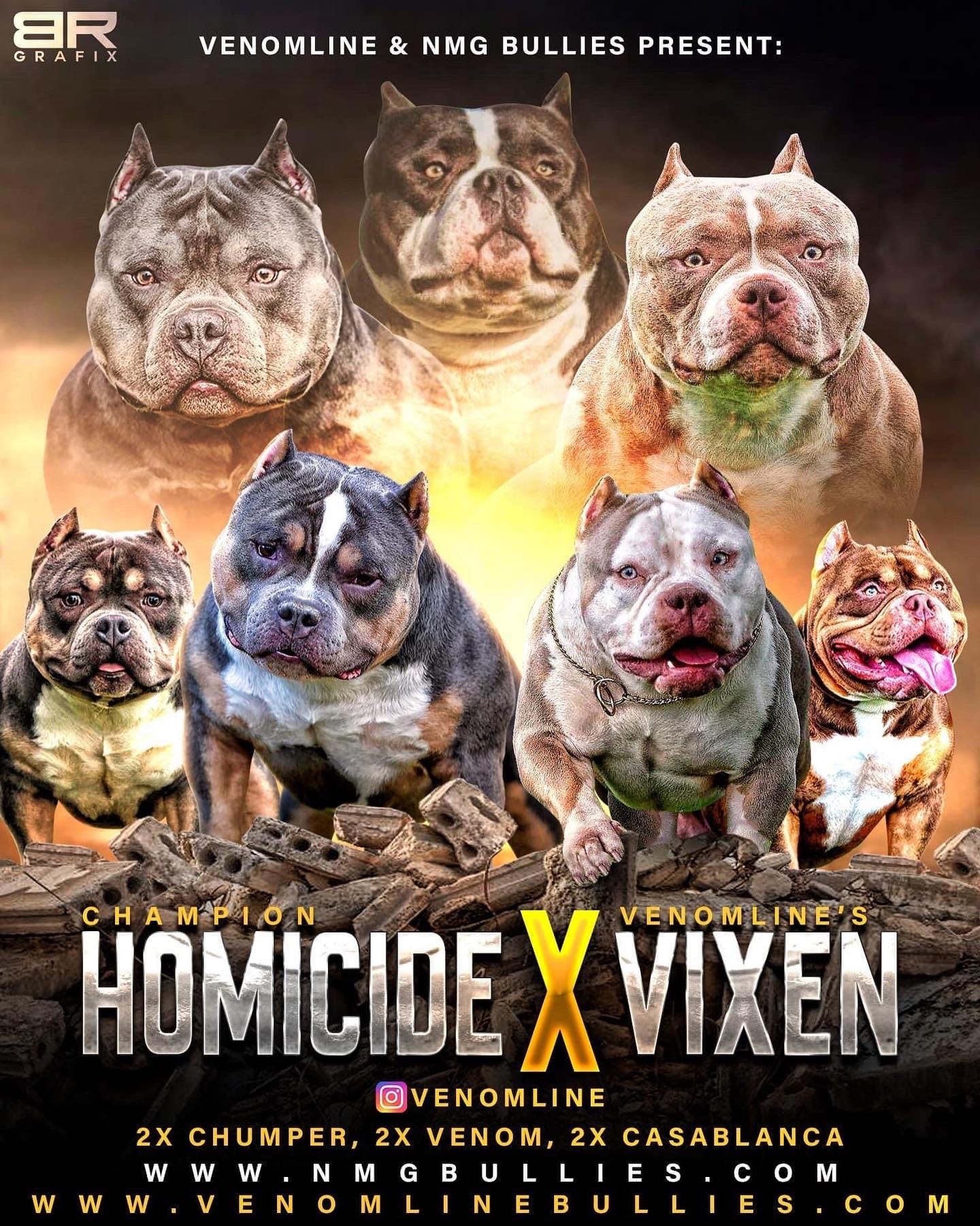 THE VENOMLINE POCKET BULLY BLOODLINE: AMERICAN BULLY PUPPIES FOR