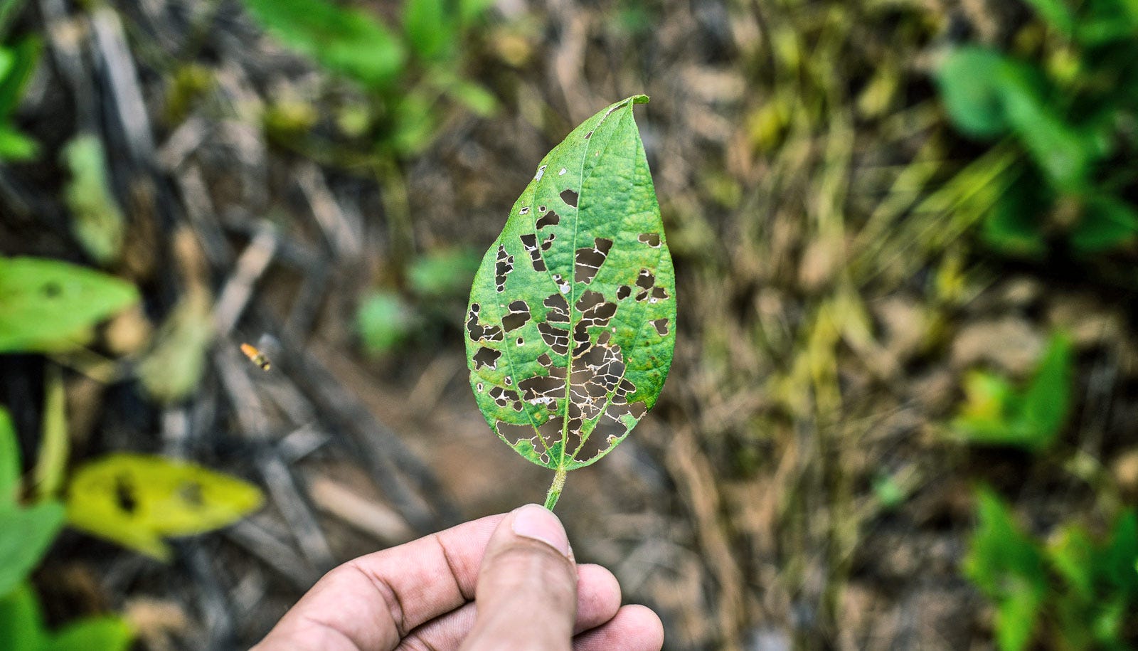 creating-an-ai-app-that-detect-diseases-in-plants-using-facebook-s-deep