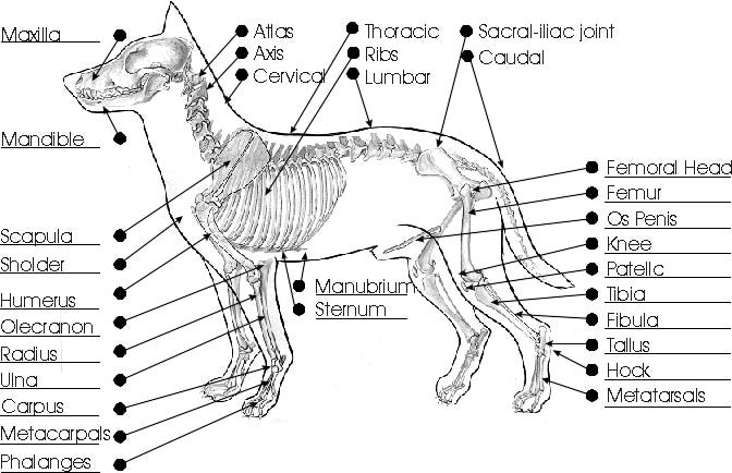Dog Leg Bones Diagram / Anatomy and Physiology of Animals/The Skeleton