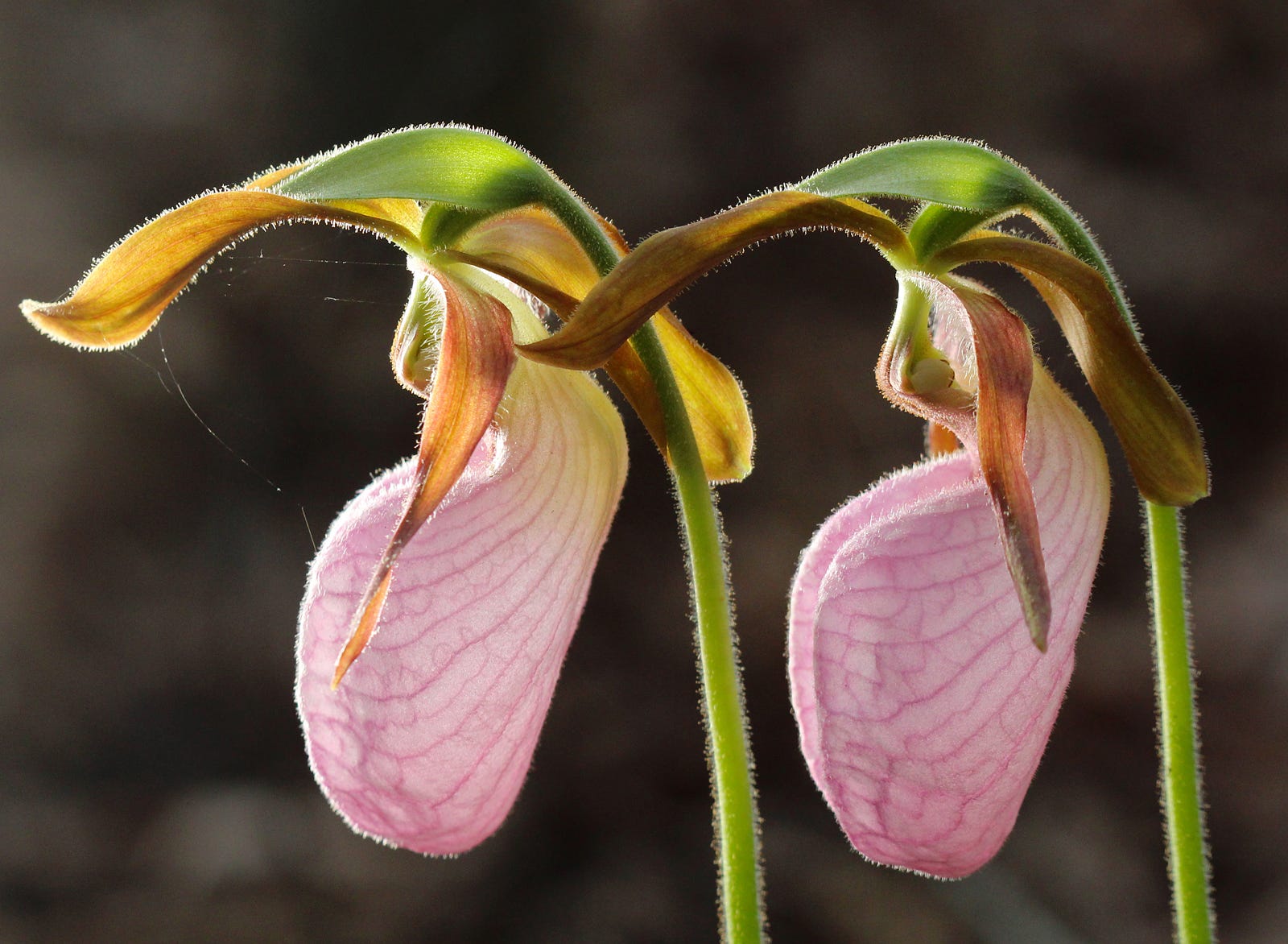 25 of the Most Beautiful Wildflowers in The Philipendium Medium