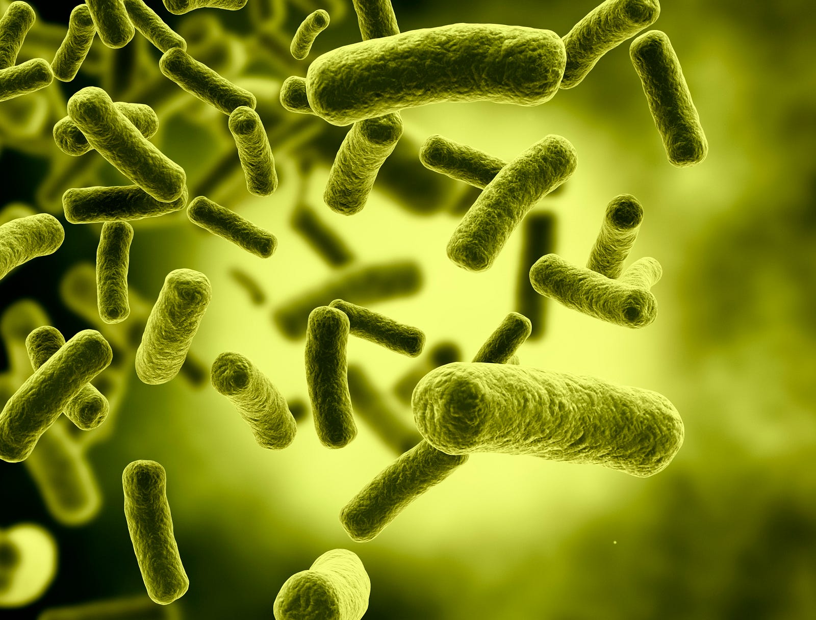 Image result for e coli bacteria