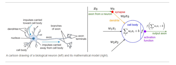 artificial neural networks (right) vs biological neurons (left)