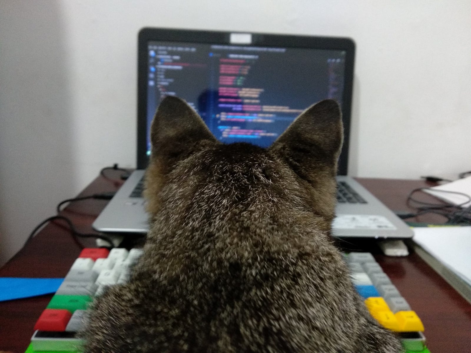 Kenapa Programmer Developers Suka Kucing Kode Dan Kodean Medium