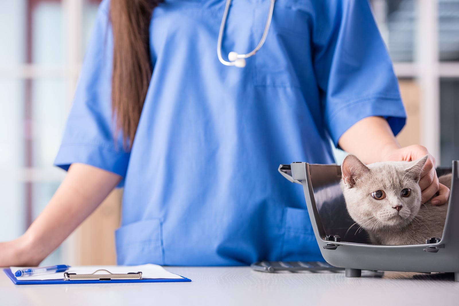 expert-q-a-how-to-ease-your-cat-s-worries-during-a-visit-to-the-vet