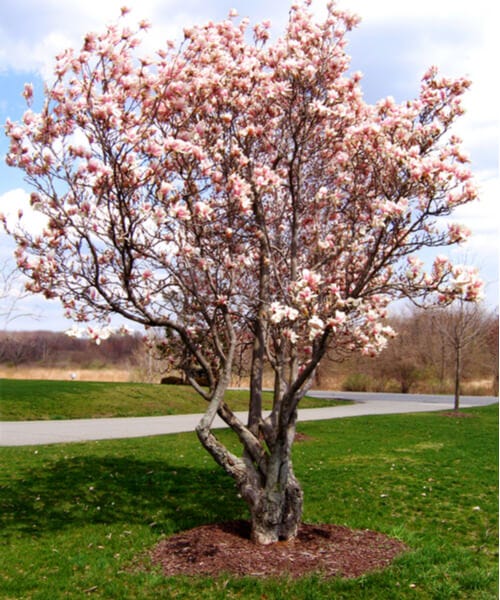 Piantare Un Albero Di Magnolia Ecco Cosa C’è Da Sapere