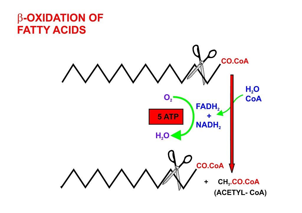 Summarizing the science behind ketogenic (lowcarb) diets