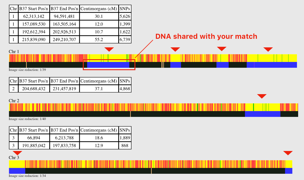 2 Easy GEDmatch Tools To Start Your Genealogical Research: For The ...